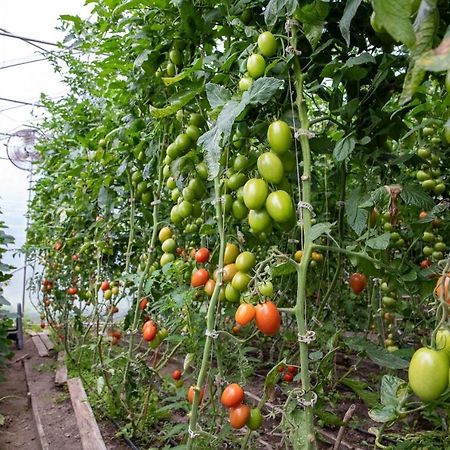 La Vieille Ferme, Ecogite Saint-Fulgence Eksteriør billede