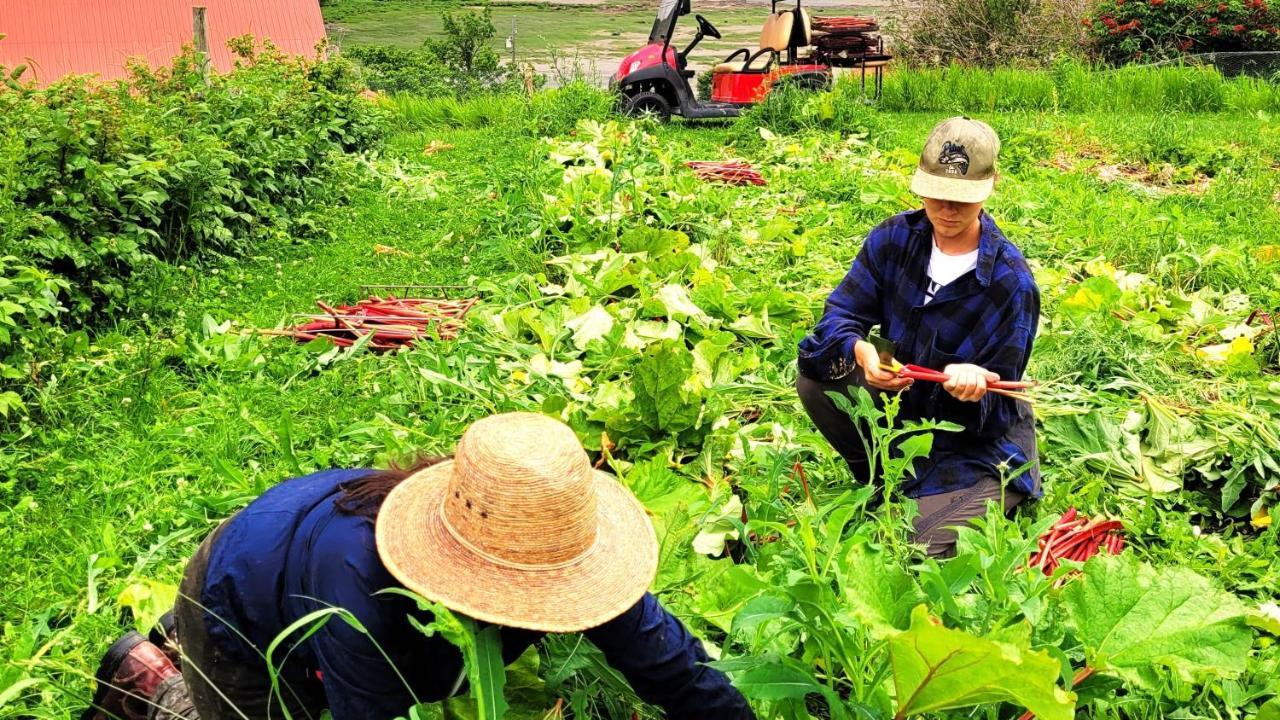 La Vieille Ferme, Ecogite Saint-Fulgence Eksteriør billede