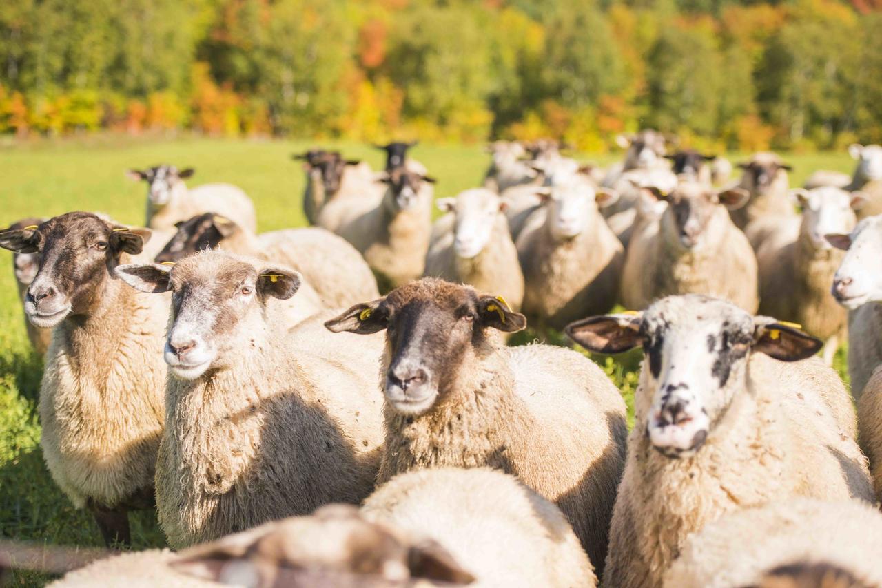 La Vieille Ferme, Ecogite Saint-Fulgence Eksteriør billede