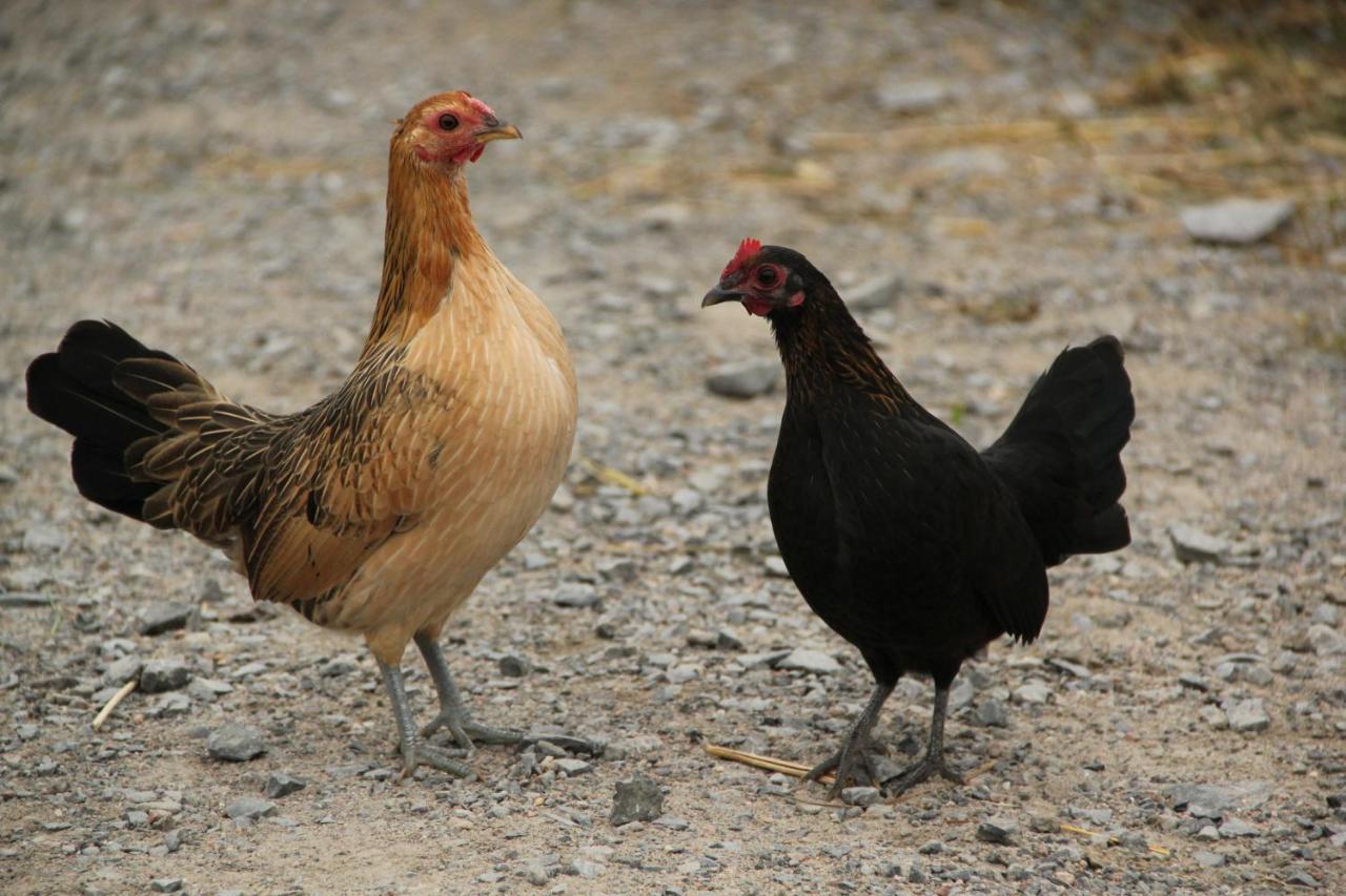 La Vieille Ferme, Ecogite Saint-Fulgence Eksteriør billede