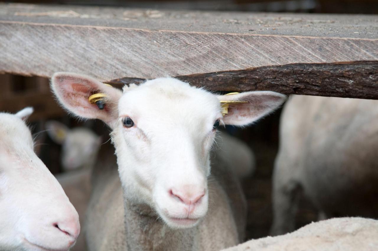 La Vieille Ferme, Ecogite Saint-Fulgence Eksteriør billede